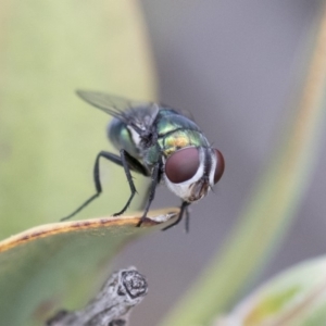 Calliphoridae (family) at Michelago, NSW - 10 Nov 2018 10:11 AM