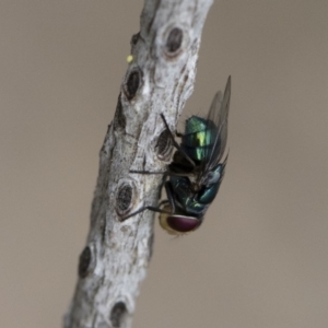 Calliphoridae (family) at Michelago, NSW - 10 Nov 2018