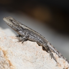 Amphibolurus muricatus (Jacky Lizard) at Michelago, NSW - 27 Oct 2018 by Illilanga