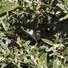 Carlia tetradactyla (Southern Rainbow Skink) at Michelago, NSW - 18 Nov 2018 by Illilanga