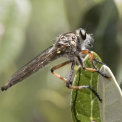 Asilinae sp. (subfamily) (Unidentified asiline Robberfly) at Michelago, NSW - 10 Nov 2018 by Illilanga