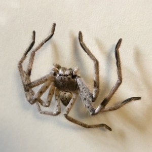 Sparassidae (family) at Michelago, NSW - 20 Oct 2018