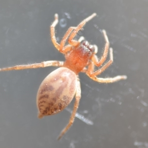 Clubiona sp. (genus) at Wamboin, NSW - 24 Oct 2018 06:20 PM