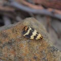 Termessa shepherdi at Wamboin, NSW - 23 Oct 2018