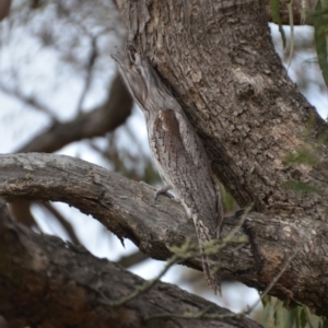 Podargus strigoides at Wamboin, NSW - 23 Oct 2018