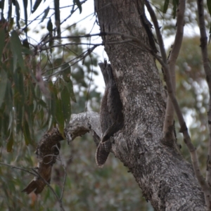 Podargus strigoides at Wamboin, NSW - 23 Oct 2018