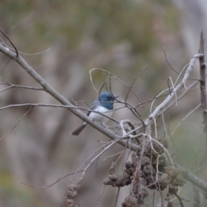 Myiagra rubecula at Wamboin, NSW - 23 Oct 2018