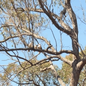 Dacelo novaeguineae at Wamboin, NSW - 21 Oct 2018 01:13 PM