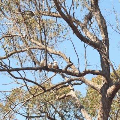 Dacelo novaeguineae (Laughing Kookaburra) at Wamboin, NSW - 21 Oct 2018 by natureguy