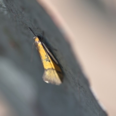 Philobota undescribed species near arabella (A concealer moth) at Wamboin, NSW - 21 Oct 2018 by natureguy