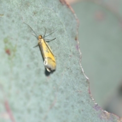 Philobota undescribed species near arabella at Wamboin, NSW - 21 Oct 2018