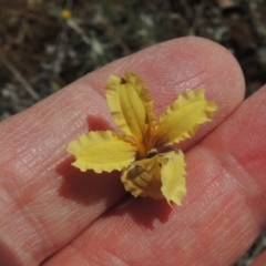 Velleia paradoxa (Spur Velleia) at Mitchell, ACT - 22 Nov 2018 by michaelb