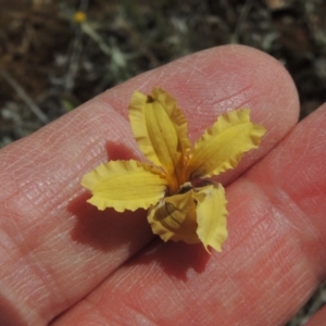 Goodenia paradoxa at Mitchell, ACT - 22 Nov 2018