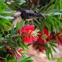 Philemon corniculatus (Noisy Friarbird) at Morton, NSW - 25 Nov 2018 by vivdavo