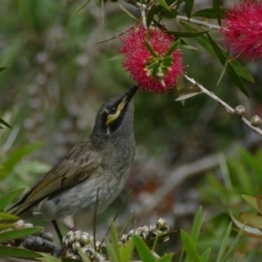 Caligavis chrysops (Yellow-faced Honeyeater) at Morton, NSW - 25 Nov 2018 by vivdavo