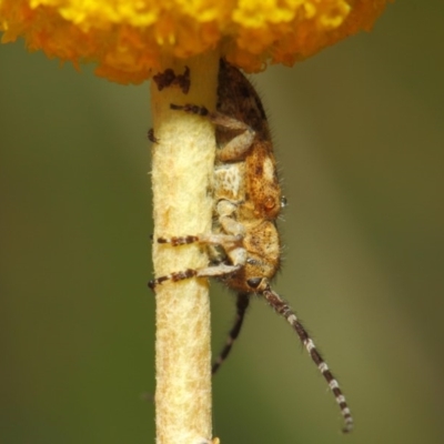 Rhytiphora paulla (Longhorn beetle) at Acton, ACT - 22 Nov 2018 by Tim L