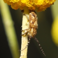 Rhytiphora paulla at Acton, ACT - 22 Nov 2018