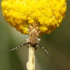 Rhytiphora paulla at Acton, ACT - 22 Nov 2018