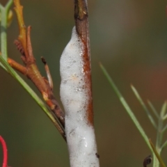 Cercopidae (family) (Unidentified spittlebug or froghopper) at Hackett, ACT - 21 Nov 2018 by TimL