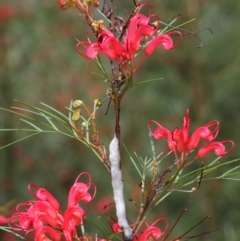 Cercopidae (family) at Hackett, ACT - 22 Nov 2018