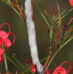 Cercopidae (family) at Hackett, ACT - 22 Nov 2018