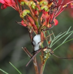 Cercopidae (family) at Hackett, ACT - 22 Nov 2018