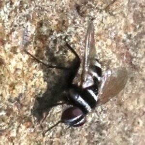 Trigonospila sp. (genus) at Majura, ACT - 24 Nov 2018