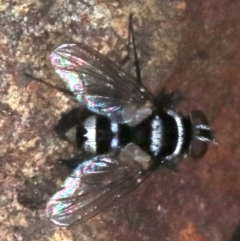 Trigonospila sp. (genus) at Majura, ACT - 24 Nov 2018