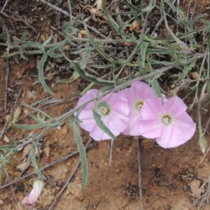 Convolvulus angustissimus subsp. angustissimus at Mitchell, ACT - 22 Nov 2018