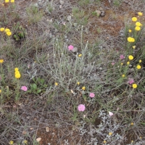 Convolvulus angustissimus subsp. angustissimus at Mitchell, ACT - 22 Nov 2018