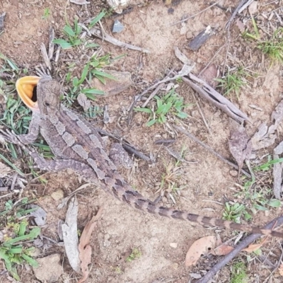 Amphibolurus muricatus (Jacky Lizard) at Wamboin, NSW - 12 Nov 2018 by Lizeth