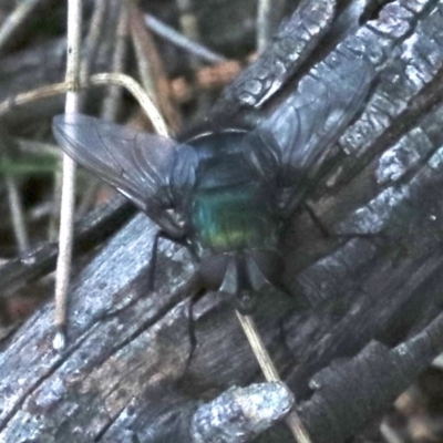 Rutilia sp. (genus) (A Rutilia bristle fly, subgenus unknown) at Majura, ACT - 24 Nov 2018 by jbromilow50