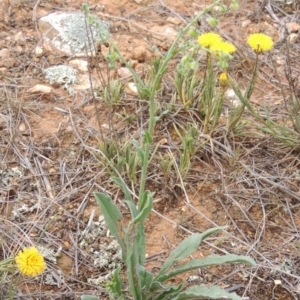 Hackelia suaveolens at Mitchell, ACT - 22 Nov 2018