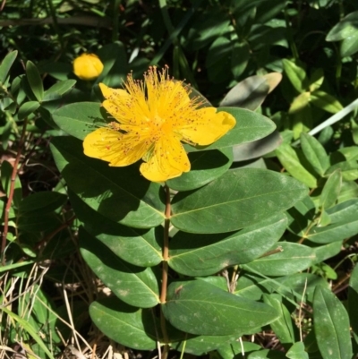 Hypericum calycinum (Rose of Sharon) at Campbell, ACT - 26 Nov 2018 by RWPurdie