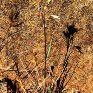 Bromus catharticus at Hughes, ACT - 26 Nov 2018 10:00 AM