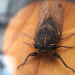 Galanga labeculata (Double-spotted cicada) at Bermagui, NSW - 26 Nov 2018 by narelle