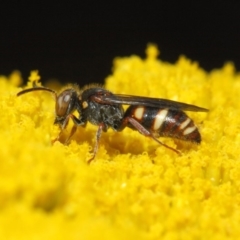 Bembecinus sp. (genus) (A sand wasp) at Acton, ACT - 25 Nov 2018 by Tim L