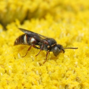 Bembecinus sp. (genus) at Acton, ACT - 25 Nov 2018