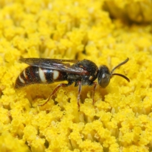 Bembecinus sp. (genus) at Acton, ACT - 25 Nov 2018 01:28 PM