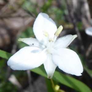 Libertia paniculata at Tallaganda State Forest - 25 Nov 2018 10:11 AM