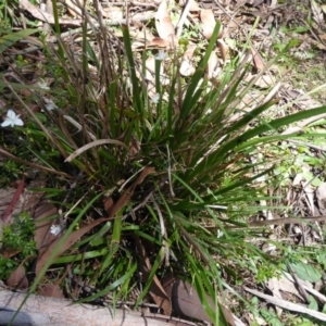 Libertia paniculata at Tallaganda State Forest - 25 Nov 2018 10:11 AM