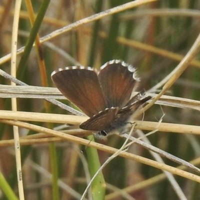 Neolucia hobartensis at Tidbinbilla Nature Reserve - 26 Nov 2018 by JohnBundock