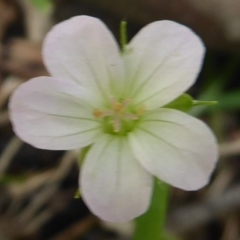 Geranium potentilloides (Soft Crane's-bill) at Farringdon, NSW - 25 Nov 2018 by Christine