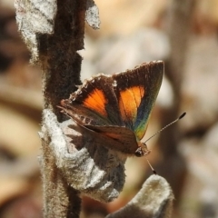 Paralucia aurifera (Bright Copper) at Tidbinbilla Nature Reserve - 25 Nov 2018 by JohnBundock