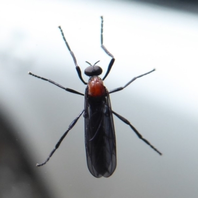 Plecia sp. (genus) (Lovebug Fly) at Farringdon, NSW - 25 Nov 2018 by Christine