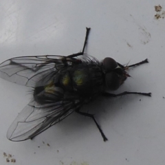 Rutilia sp. (genus) at Tallaganda State Forest - 25 Nov 2018 by Christine