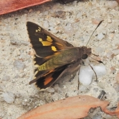 Trapezites phigalioides (Montane Ochre) at Paddys River, ACT - 25 Nov 2018 by JohnBundock