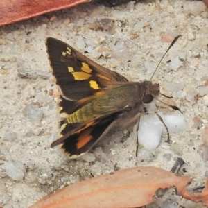 Trapezites phigalioides at Paddys River, ACT - 26 Nov 2018 10:44 AM