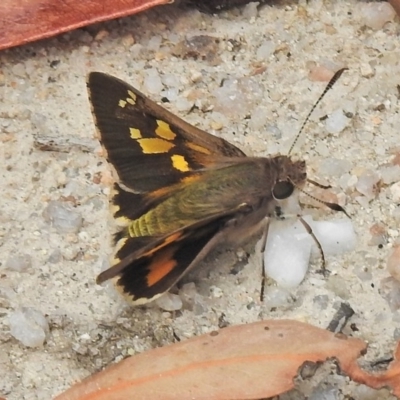Trapezites phigalioides (Montane Ochre) at Paddys River, ACT - 26 Nov 2018 by JohnBundock