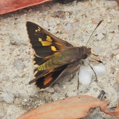 Trapezites phigalioides (Montane Ochre) at Paddys River, ACT - 25 Nov 2018 by JohnBundock